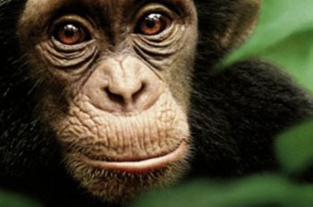 Chimpanzees or Fidelity